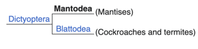 A family tree (cladogram) for Dictyoptera showing Mantodea (mantises) and Blattodea (cockroaches and termites) as sister groups